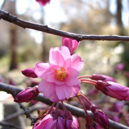 Prunus × subhirtella ‘Rosy Cloud’ First Bloom