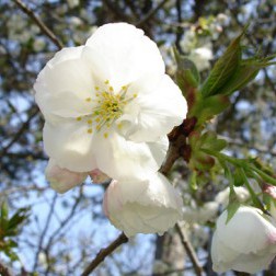 Prunus ‘Shirotae’ First Bloom