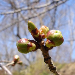 Prunus ‘Shirotae’ Prebloom