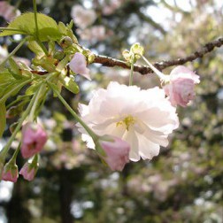 Prunus ‘Shogetsu’ First Bloom