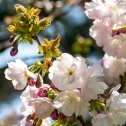 Prunus × sieboldii First Bloom