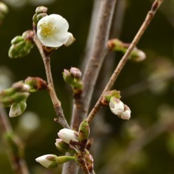 Prunus ‘Snow Goose’ First Bloom
