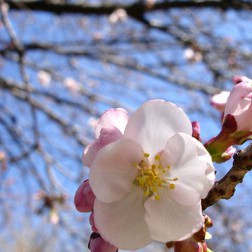 Prunus ‘Spire’ First Bloom