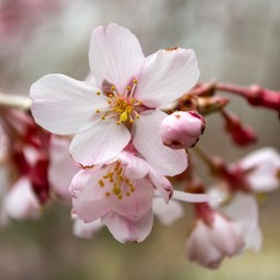 Prunus × subhirtella First Bloom