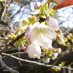 Prunus ‘Taki-nioi’ First Bloom