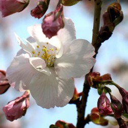 Prunus ‘Taoyame’ First Bloom