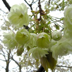 Prunus ‘Ukon’ First Bloom