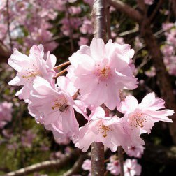 Prunus pendula ‘Pendula Plena Rosea’ First Bloom