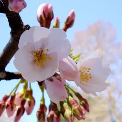 Prunus × yedoensis First Bloom