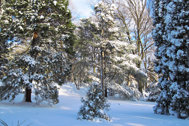  Winter Tree ID 