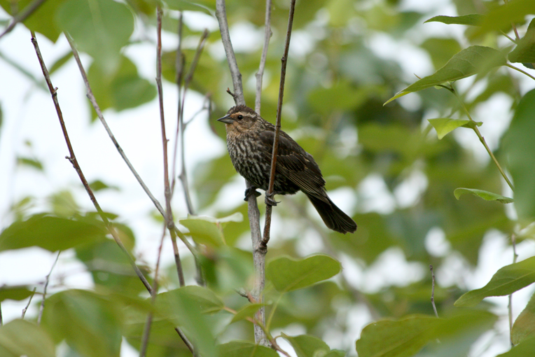 Female birds