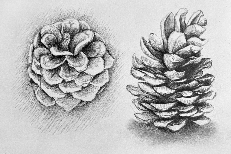 Drawing Natural Objects
