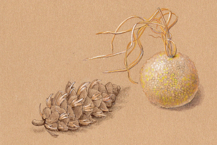 Still life drawing of pine cone and orange