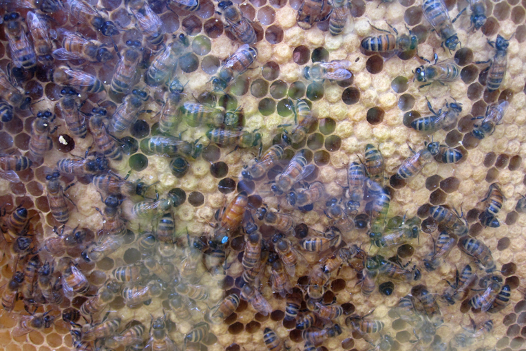 Honey bees in hive 