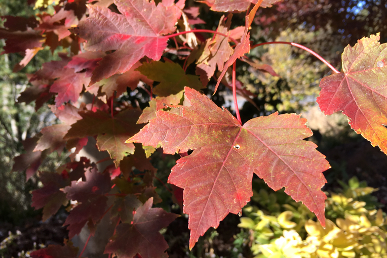 maple foliage