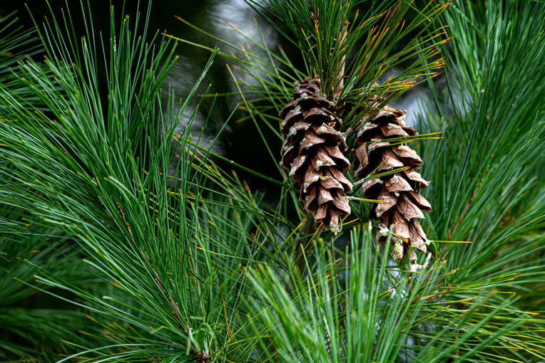 pine cones and needles