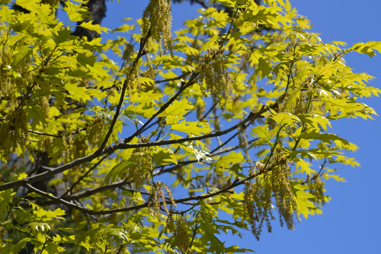 oak foliage