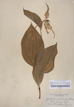 Cypripedium parviflorum var. pubescens