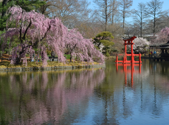 woman amid cherry blossoms