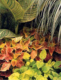 A garden of cannas, coleus and ornamental grass.