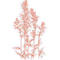 Cardinal Flower (Lobelia cardinalis) illustration by Bobbi Angell