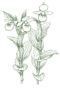 Cypropedium reginae