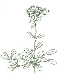 Silene polypetala