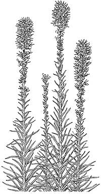 Liatris spicata (Dense blazing star)