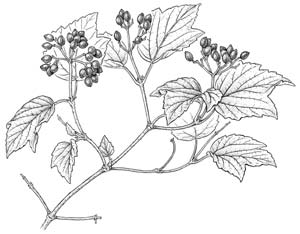 Viburnum acerifolium (Maple-leafed viburnum)