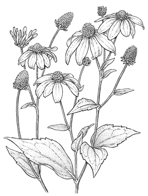 Ravishing Rudbeckia—Coneflowers That Light up the Fall Garden