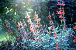 'Scarlet Spires'