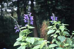 Salvia guaranitica