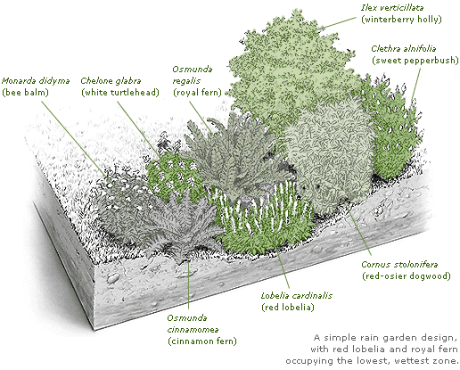 a simple rain garden design