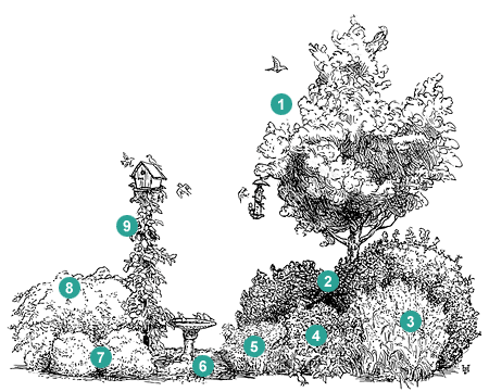 A Bird Habitat Garden