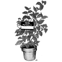 Plant illustration by Marshall Hopkins