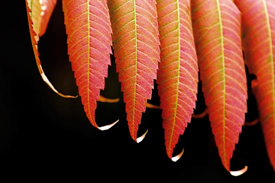 A photo of colorful leaves.