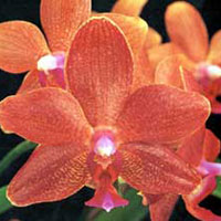 Phalaenopsis David Lim