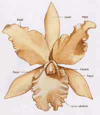 exceptions to typical orchid configuration