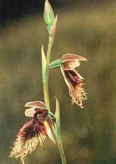 Flowers of the beard orchid, Calochilus robertsonii, attract male scolliid wasps