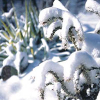 Cholla cactus nella neve Connecticut.
