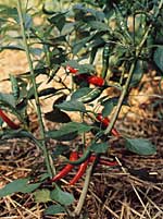 Mulch your chile plants to control weeds and retain water.
