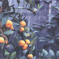 Fortunella japonica, Calamondin