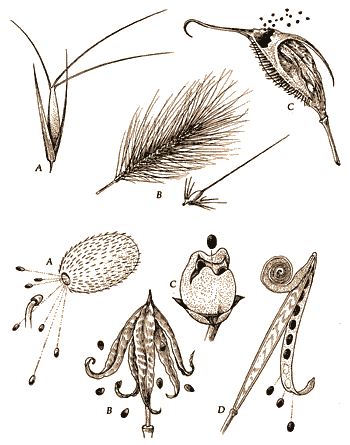 top, seeds that stick to clothing or fur; bottom, seeds dispersed by mechanical means