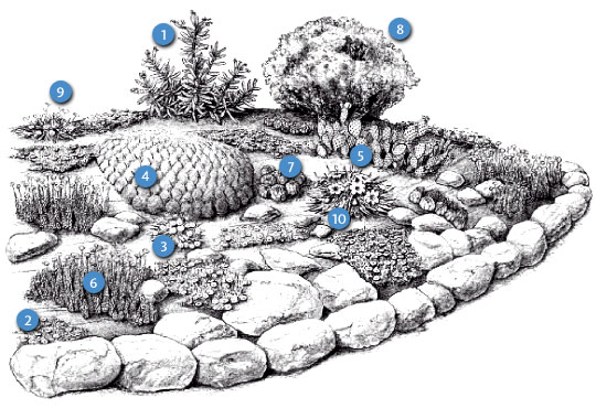 A Hardy Succulent Garden (Diagram)