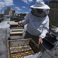 Brooklyn beekeeper John Howe