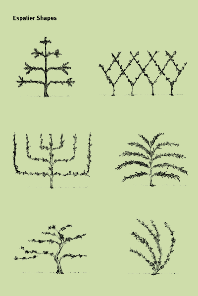 espaliered trees and shrubs