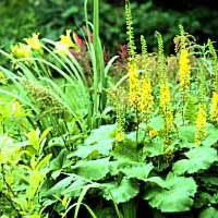 The bog garden is a haven for plants like ligularia that like wet feet; there is no standing water. Growing pitcher plants and other species native to sterile acid bogs requires a slightly different approach.