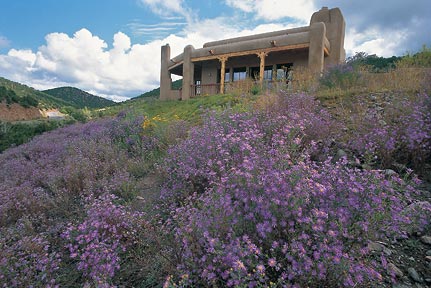 Asters on display on a dry slope.