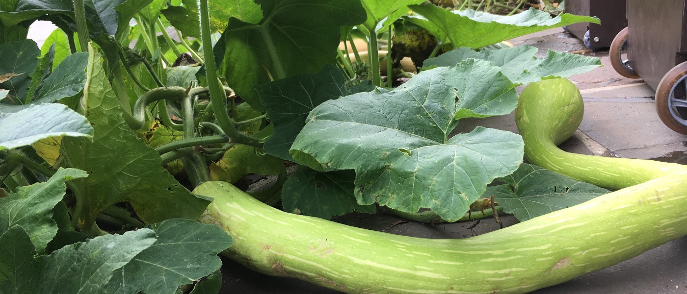 Escaped from the Compost Bin! Brooklyn Botanic Garden