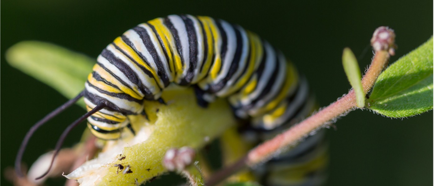 essay about plants and animals